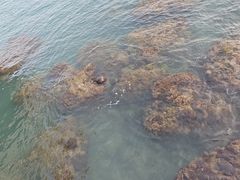 -三亚西岛海洋文化旅游区