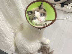 -动物缘宠物医院·骨科·猫科(西二环店)