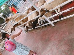 -华欣小威尼斯人