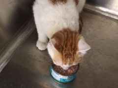 -爱诺耐芙动物医院(万博店)