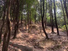 -火炉山森林公园