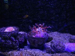 -芜湖新华联大白鲸海洋公园