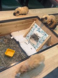 -神奇动物撸宠馆·羊驼·小浣熊·异宠(豫园店)