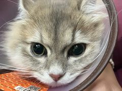 -瑞鹏宠物医院·骨科·猫科·内科(第一中心)