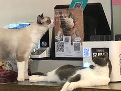 -共舞时光猫咖·狗咖(新街口店)