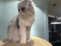 -安格丽娜·狗咖·猫咖羊驼咖(春熙路百盛商场店)
