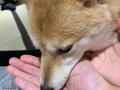 -逗柴咖啡屋·狗咖猫咖宠物桌游