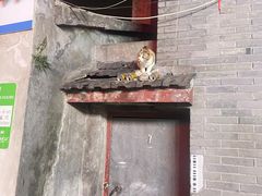 -Uncle Kosto科斯托·中东菜