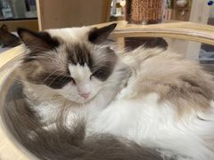 -滚猫咖啡·猫咖·猫友好撸猫(未来城店)