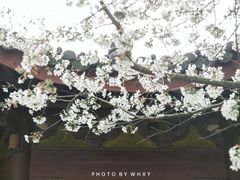 -苏堤停车场