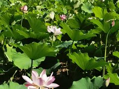 -莲花池公园