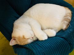 -滚猫咖啡·猫咖·猫友好撸猫(未来城店)
