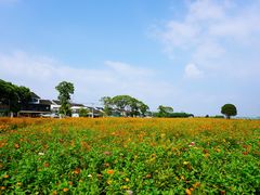 -莲花岛景区