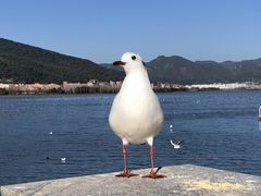 -海埂大坝