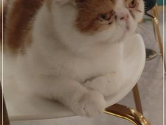 -飞行喵MR PILOT|猫舍·猫咖(静安大融城店)