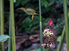 -中国科学院西双版纳热带植物园