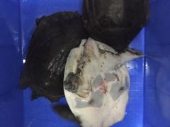 -绿雅居原生态农庄(小涌店)