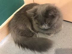 -飞行喵MR PILOT|猫舍·猫咖(静安大融城店)