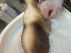 -PETKIT小佩宠物·低压洗护(国顺东路店)