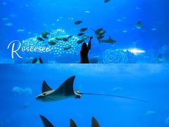 -珠海长隆海洋王国