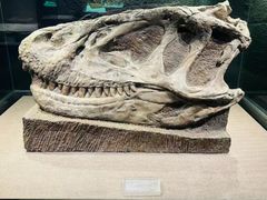 -自贡恐龙博物馆