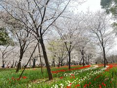 -东湖磨山景区樱花园-停车场