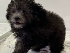 -翊宠yipet猫狗购宠庄园犬舍•猫舍