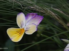 -海淀公园