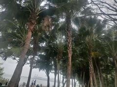 -深圳湾公园(南山区)
