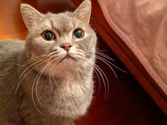 -欣宠猫屋·矮脚拿破仑·蓝金金渐层