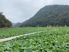 -广州市石门国家森林公园