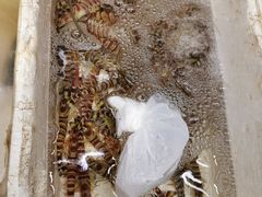 -师傅仔美食(东华老店)