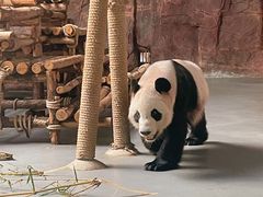 -东莞香市动物园