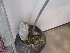 -喜茶(珠海华发商都店)