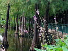 -深圳龙潭公园