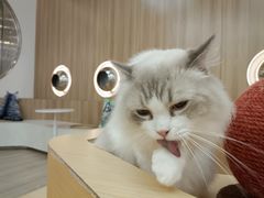 -瞄一喵猫咖(格力海岸店)