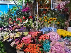 -曲阳花鸟市场(曲阳路店)