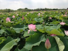 -梁鸿国家湿地公园