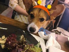 -百好乐宠物友好餐厅(朝外大街店)