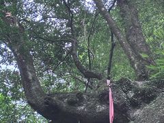 -大鄣山卧龙谷景区