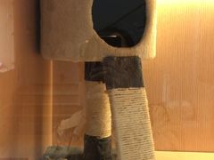 -Pets First伊珊娜洗护·精致美容·家庭式寄养(新会路店)