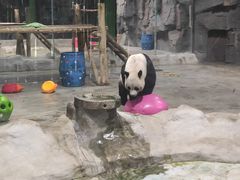 -栾川竹海野生动物园