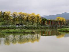 -天适樱花悠乐园