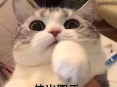 -优美滋动物奶油生日蛋糕(南陵苏果店)