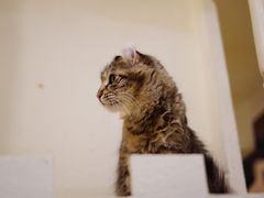 -猫小院猫主题餐厅(南锣旗舰店)