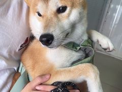 -瑞派福兴宠物医院犬猫全科·骨科·中西医结合(河东店)