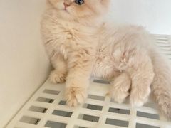 -lincat·猫舍(广州店)