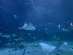 -烟台海昌鲸鲨海洋公园