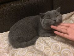 -芭比堂宠物医院·全科爱猫医院·仁德分院