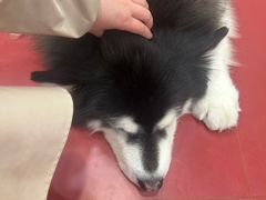 -和它·交个朋友·狗咖猫咖(爱琴海店)